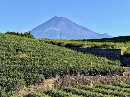 茶畑越しに見る富士山 茶畑越しに見る富士山 富士山,茶畑,お茶の写真素材