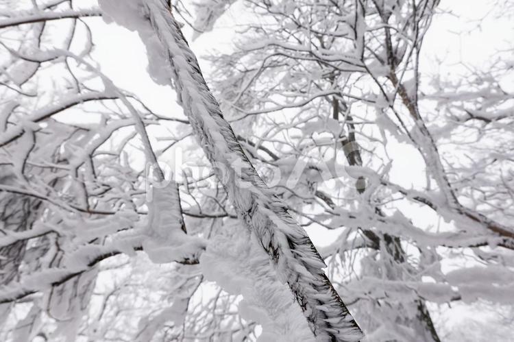 冬の木々 樹氷,冬,冬の森の写真素材
