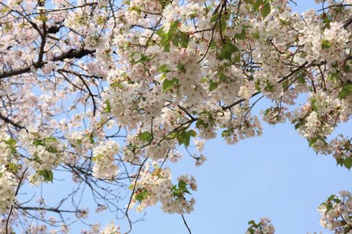 【花の写真】葉桜 【花の写真】葉桜の写真