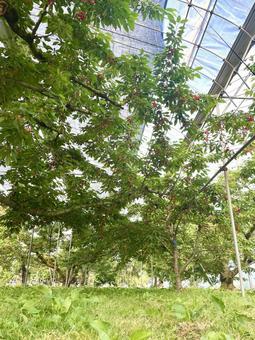 さくらんぼ農園 さくらんぼ,木,農園の写真素材