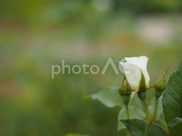 純白のバラ　アイスバーグ① 薔薇,rose,ローズの写真素材