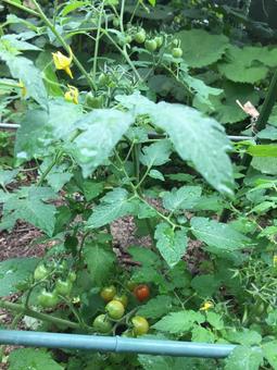 色づく鈴なりのミニトマト 自然,リラックス,夏の写真素材