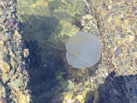 jellyfish, JPG jellyfish, JPG