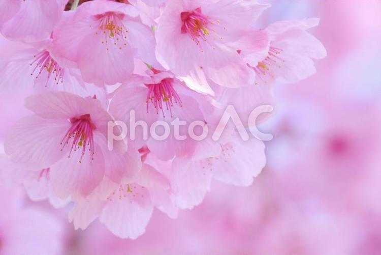 華やかで可憐な桜 華やか,風景,陽光桜の写真素材