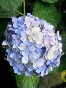 紫陽花 紫陽花の写真