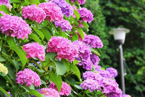 紫陽花 紫陽花の写真
