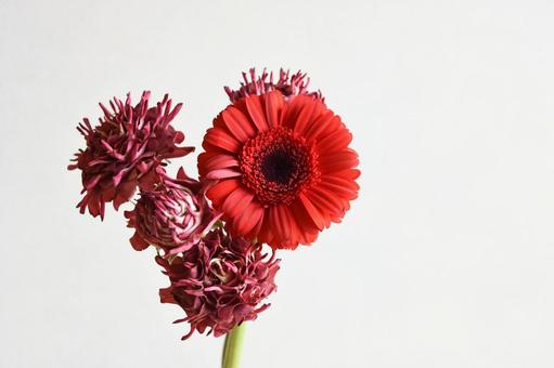 紅華美 紅華美,スプレーばら,ガーベラの写真素材