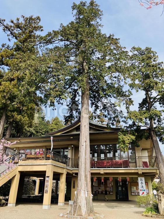 高麗神社　御神木　檜 高麗神社,埼玉県日高市,神社の写真素材