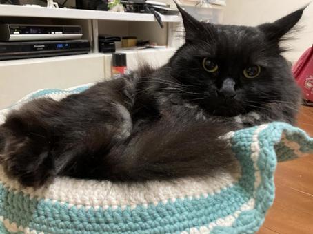 のんびり黒猫ちゃん のんびり黒猫ちゃんの写真