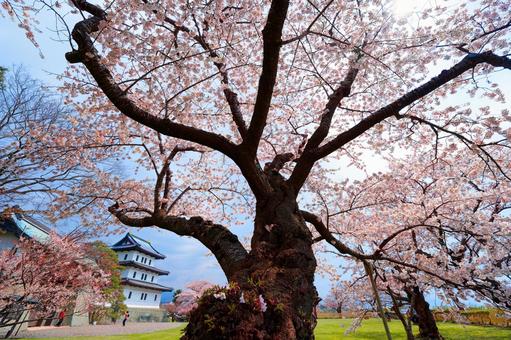 Cherry blossoms at Matsumae Castle, JPG Cherry blossoms at Matsumae Castle, JPG
