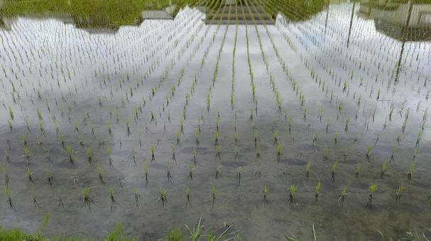 田植えが終わった田んぼ 田植えが終わった田んぼの写真