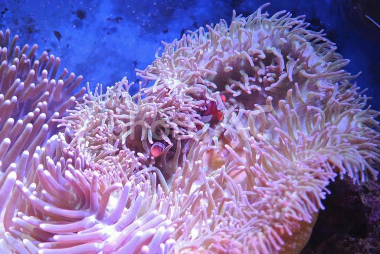 カクレクマノミ2 カクレクマノミ,魚,フィッシュの写真素材
