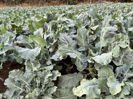 ブロッコリー畑 ブロッコリー,畑,都市農業の写真素材