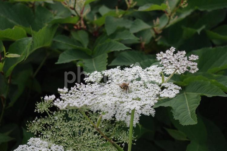 伊吹山に咲く、夏の花模様_オオハナウド オオハナウド,伊吹山,滋賀の写真素材