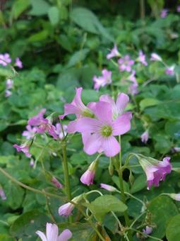 優しい色合いの野の花 優しい色合いの野の花の写真