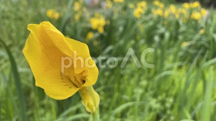 シヨウブの花 花,植物,ショウブの写真素材