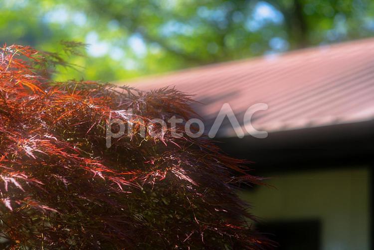 新緑の中に赤いカエデ 山,森,林の写真素材