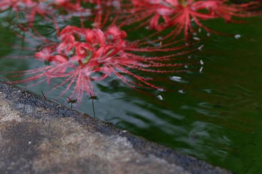彼岸花 彼岸花の写真