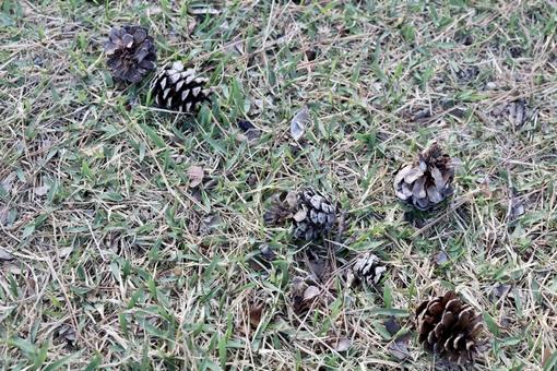 地面に落ちている松ぼっくり 地面に落ちている松ぼっくりの写真