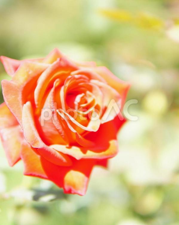 咲き誇る一輪のバラ バラ,花,ローズの写真素材