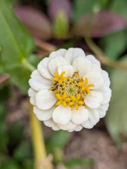 ジニアの花 11 ジニアの花 11 ジニア,白,八重咲の写真素材