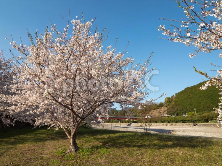 熊野古道 富田川の桜 熊野古道 富田川の桜 熊野古道,熊野,富田川の写真素材