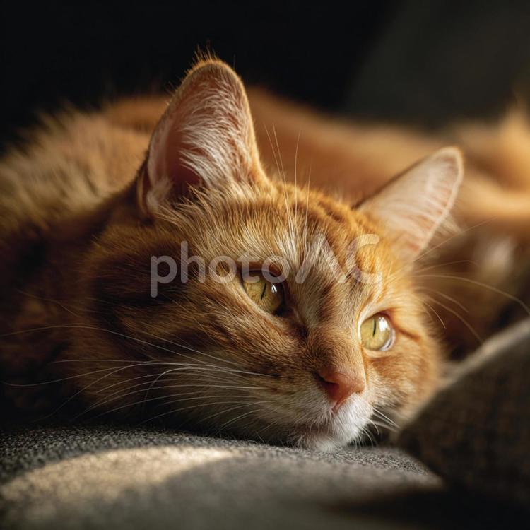 茶色と白の縞模様の猫が家の中でリラックス 猫,茶トラ,ペットの写真素材