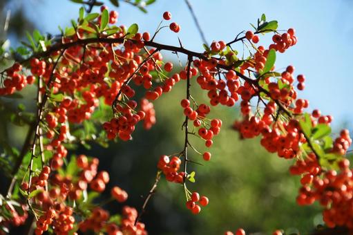 トキワサンザシ(常盤山櫨子) トキワサンザシ(常盤山櫨子) トキワサンザシ,常磐山査子,常盤山櫨子の写真素材