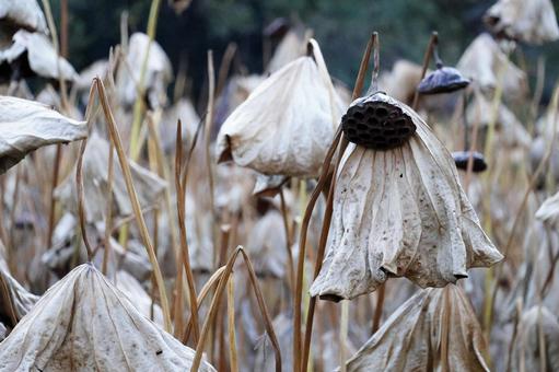 冬枯れの蓮 ハス,秋,枯れたの写真素材