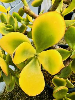 金のなる木 金のなる木 金のなる木,crassula,ovataの写真素材