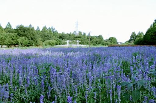 ブルーサルビア畑 ブルーサルビア畑の写真