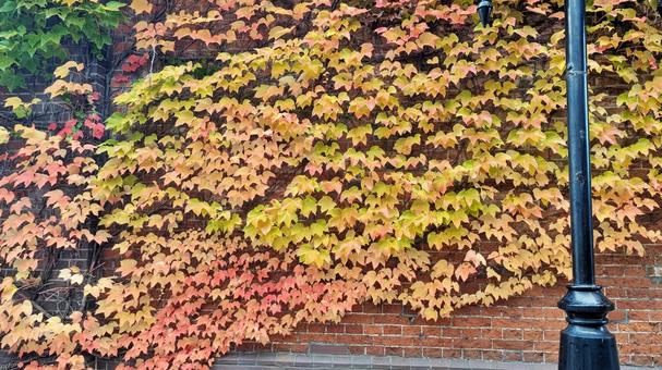 紅葉 蔦,秋,紅葉狩りの写真素材