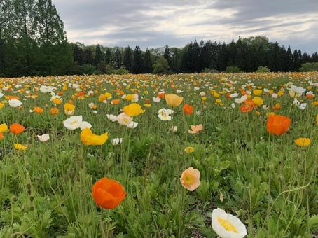 ポピーの花畑 ポピーの花畑の写真