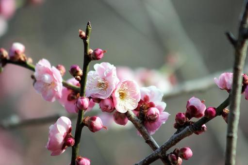 梅の花 梅の花の写真