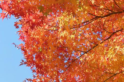 赤とオレンジ色の紅葉 秋の青空 赤とオレンジ色の紅葉 秋の青空 赤,オレンジ色,紅葉の写真素材