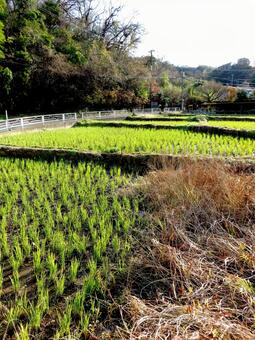12月下旬、年末の郊外にある田畑風景 田畑,田んぼ,水田の写真素材