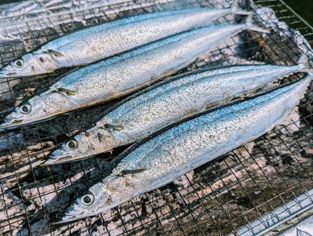 さんま3 さんま3 さんま,秋刀魚,焼き魚の写真素材
