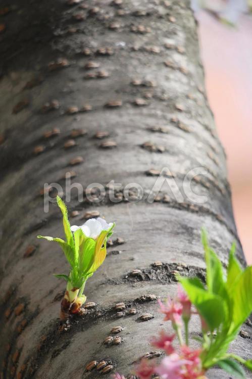 桜の幹から生えた新芽 桜,新芽,葉の写真素材