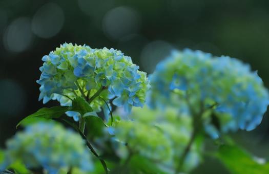 花模様₋アジサイ‐明るいイメージ 花模様₋アジサイ‐明るいイメージの写真