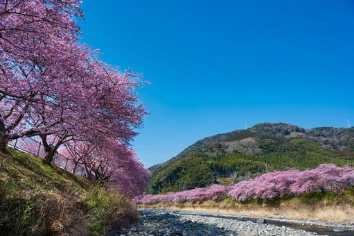 伊豆、早咲きの河津桜並木、早春の風景 伊豆、早咲きの河津桜並木、早春の風景 河津桜,桜,春の写真素材