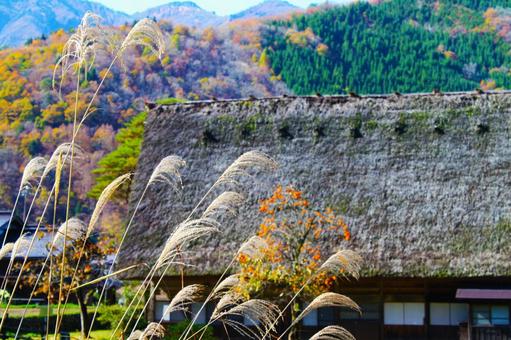 秋の白川郷 合掌造り集落とススキ 秋の白川郷 合掌造り集落とススキ 白川郷,合掌造り,集落の写真素材