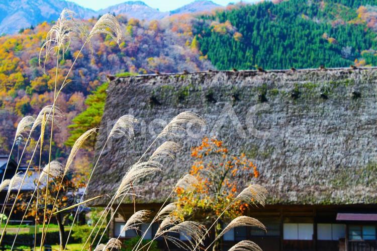 秋の白川郷　合掌造り集落とススキ 白川郷,合掌造り,集落の写真素材