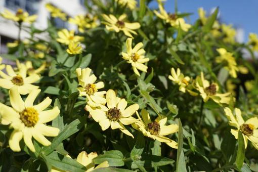 黄色い花 黄色い花の写真