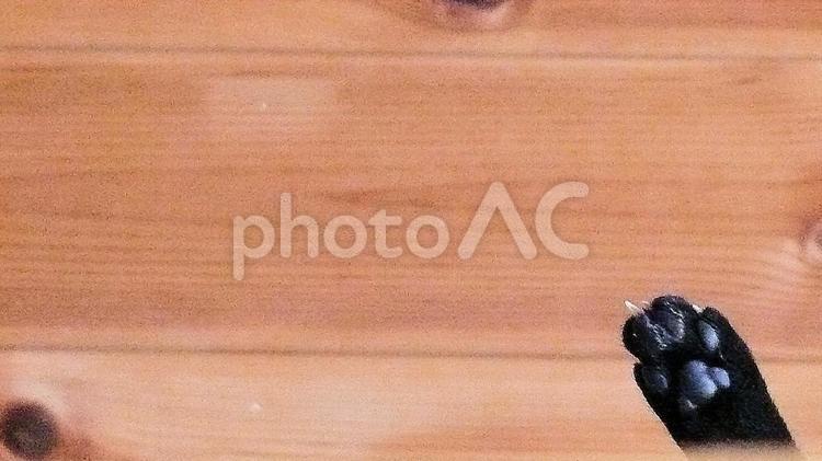 ひょっこりネコの肉球 猫,ネコ,黒猫の写真素材