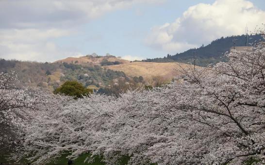 桜と若草山 桜と若草山の写真