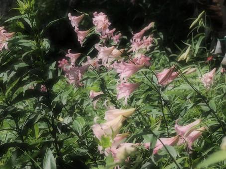 山野草・ササユリ(経ヶ岳) 山野草・ササユリ(経ヶ岳) ササユリ,花,植物の写真素材