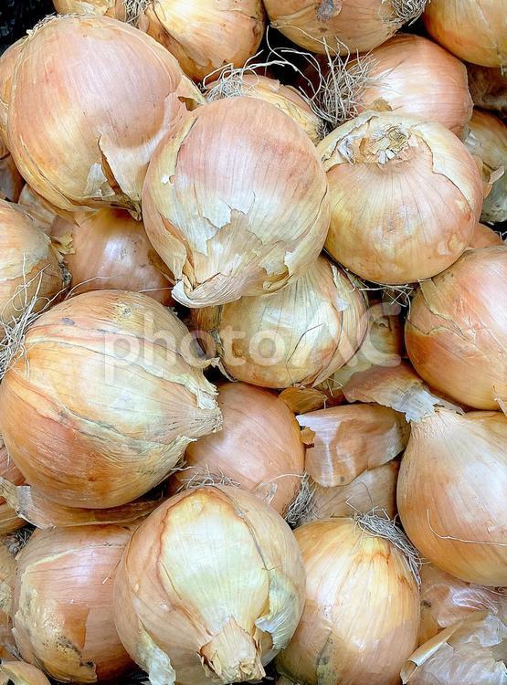 野菜・タマネギ タマネギ,玉ねぎ,玉葱の写真素材