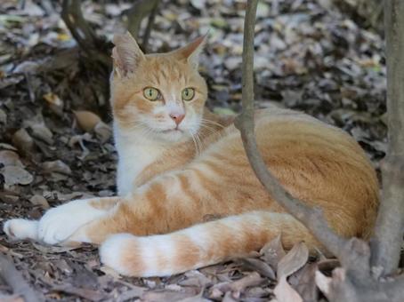 洗足池　垣根の猫 野良猫,地域猫,猫の写真素材
