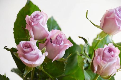 紫のばら 紫,ばら,薔薇の写真素材