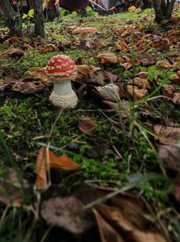 ベニテングタケの写真